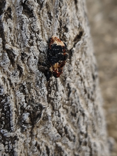 Eucryptorrhynchus scrobiculatus