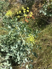 Lomatium californicum