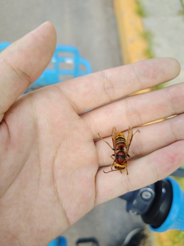 European Hornet