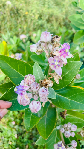 crown flower