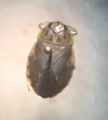 Ambrysus