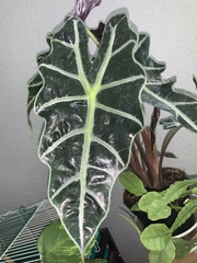 Alocasia amazonica