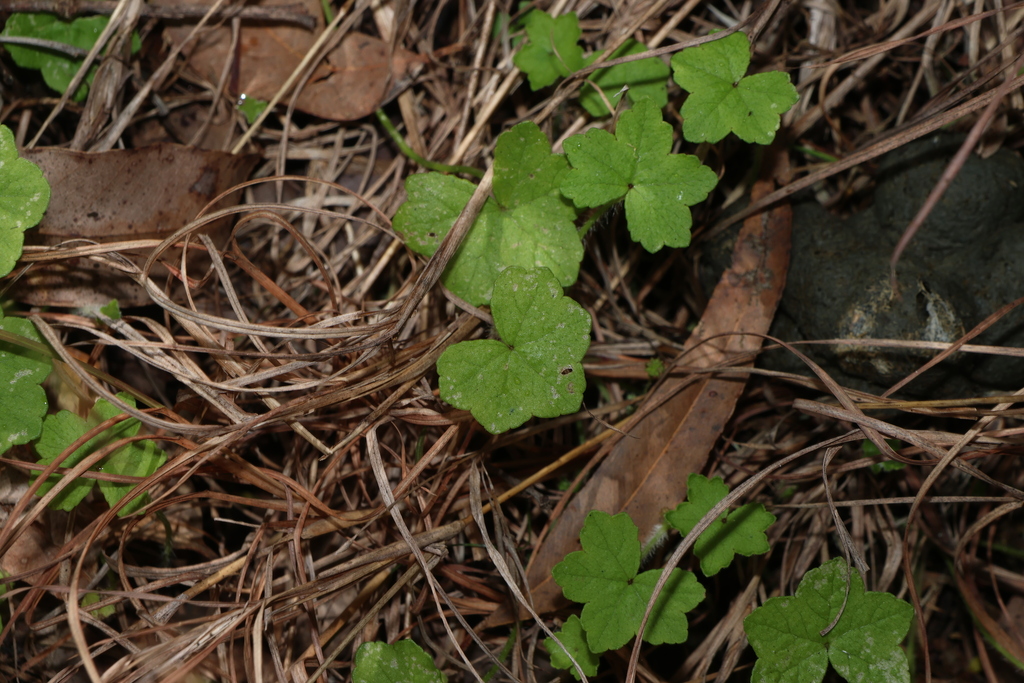 Hydrocotyle acutiloba; photograph (c) Greg Tasney, some rights reserved (CC BY-SA)