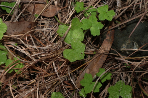 Hydrocotyle acutiloba
