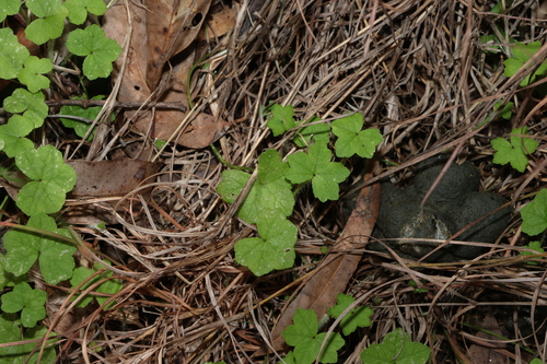 Hydrocotyle acutiloba, photograph 1