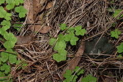 (c) Greg Tasney, some rights reserved (CC BY-SA) Hydrocotyle acutiloba, photograph (c) Greg Tasney, some rights reserved (CC BY-SA)