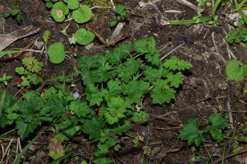 Veronica plebeia, photograph 4