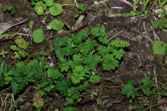 Veronica plebeia, photograph (c) Greg Tasney, some rights reserved (CC BY-SA)