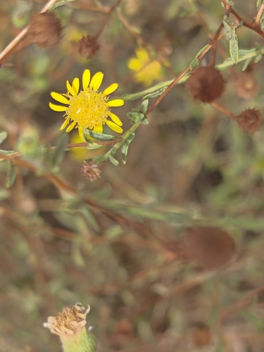 Spanish False Fleabane