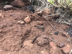 Oedaleus abruptus