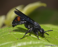 Scolia fasciatopunctata