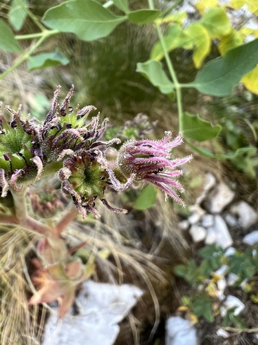 Sempervivum marmoreum