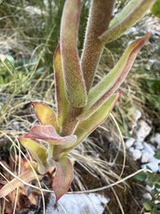 Sempervivum marmoreum, photograph author not stated, no rights reserved