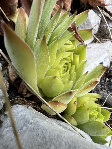 Sempervivum marmoreum, photograph 3