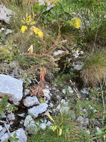 Sempervivum marmoreum, photograph 4