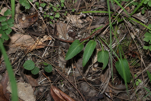 Viola betonicifolia, photograph 6
