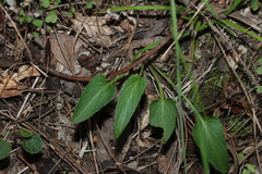 Viola betonicifolia, photograph (c) Greg Tasney, some rights reserved (CC BY-SA)