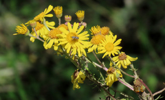 Tephroseris integrifolia, photograph (c) Tom Riggle, some rights reserved (CC BY-SA)