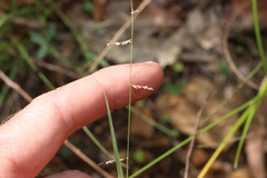 Eragrostis brownii