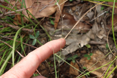 Eragrostis brownii, photograph 1