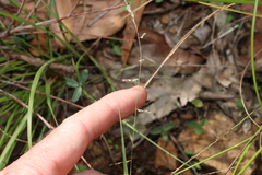 Eragrostis brownii, photograph (c) Greg Tasney, some rights reserved (CC BY-SA)