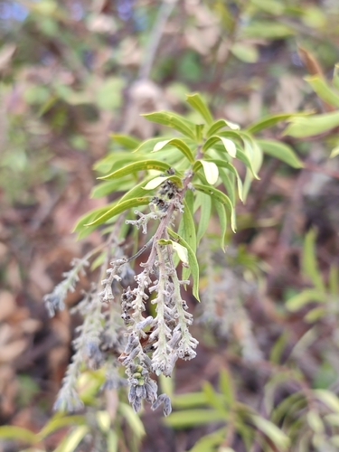 Flax-leaved Daphne