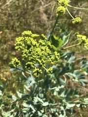 Lomatium californicum
