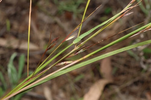 Hyparrhenia filipendula observed 2026-08-20