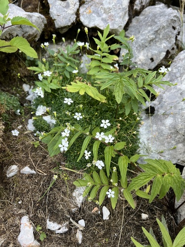 Heliosperma pusillum, photograph 2