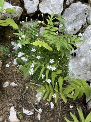 author not stated, no rights reserved Heliosperma pusillum, photograph author not stated, no rights reserved