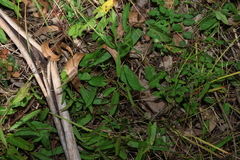Polymeria calycina, photograph (c) Greg Tasney, some rights reserved (CC BY-SA)