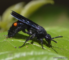 Scolia fasciatopunctata