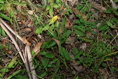Polymeria calycina, photograph (c) Greg Tasney, some rights reserved (CC BY-SA)