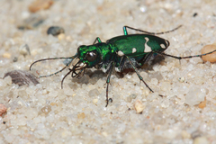 Cicindela patruela