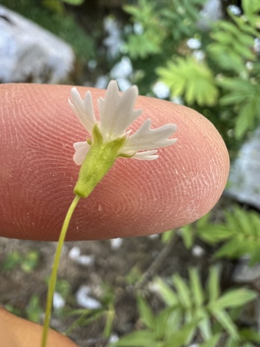 Heliosperma pusillum, photograph 4
