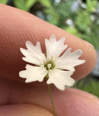 author not stated, no rights reserved Heliosperma pusillum, photograph author not stated, no rights reserved