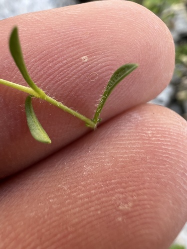Heliosperma pusillum, photograph 6