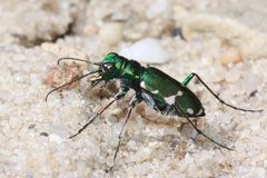 Cicindela patruela