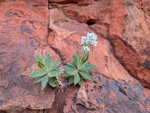 Edelweiss Everlasting