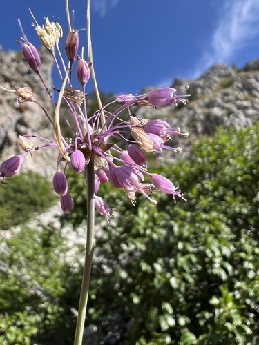 Allium carinatum, photograph 6