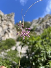author not stated, no rights reserved Allium carinatum, photograph author not stated, no rights reserved