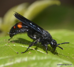 Scolia fasciatopunctata