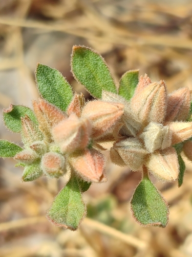 Hairy Carpet Weed