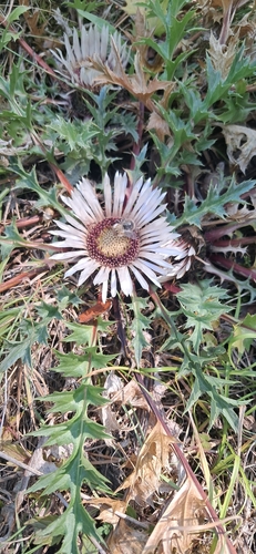 Silver Thistle