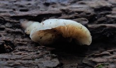 Crepidotus nephrodes