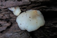 Crepidotus nephrodes