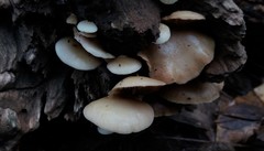 Crepidotus nephrodes