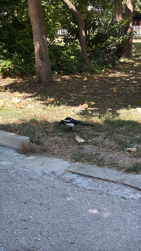 Eurasian Magpie