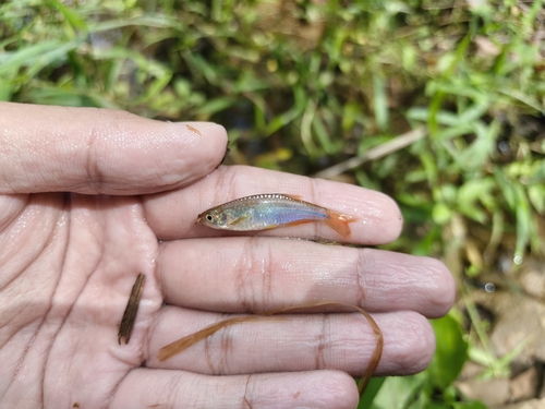 Pearl Danio