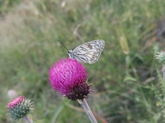 Melanargia arge